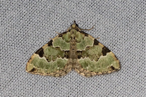 Colostygia pectinataria-6421 - Les Rousses - 25/06/26
