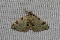 Colostygia pectinataria-6956 - Les Rousses - 26/06/26