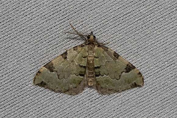 Colostygia pectinataria-6956 - Les Rousses - 26/06/26