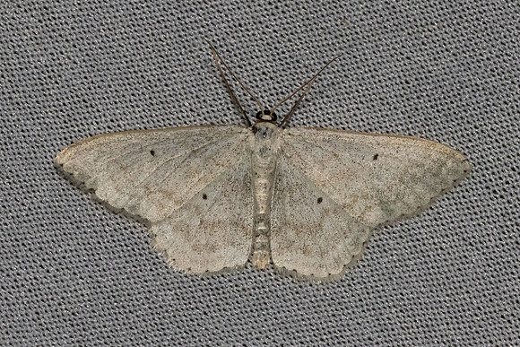 Scopula incanata-7366 - Les Rousses - 27/06/26