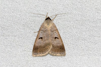 Lygephila pastinum-6499 - Les Rousses - 25/06/26