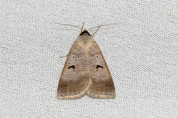 Lygephila pastinum-6499 - Les Rousses - 25/06/26