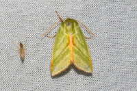 Pseudoips prasinana-6512- Les Rousses - 25/06/26