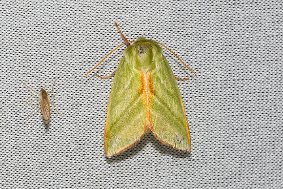 Pseudoips prasinana-6512- Les Rousses - 25/06/26