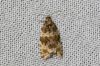 Orthotaenia undulana-6430 Les Rousses - 25/06/26