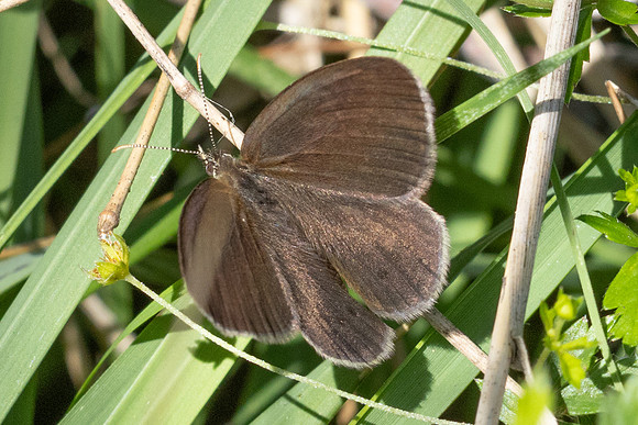 Coenonympha oedippus-7769- Chindrieux - 29/06/26