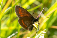 Erebia sudetica-8517 - Allevard - 1/07/26
