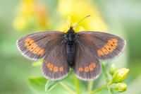 Erebia sudetica - melampus id- -8779 - Allevard - 1/07/26