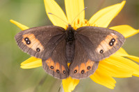 Erebia meolans-8968 - Allevard - 1/07/26