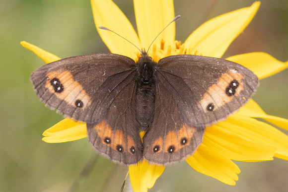 Erebia meolans-8968 - Allevard - 1/07/26