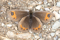Erebia meolans-8944- Allevard - 1/07/26