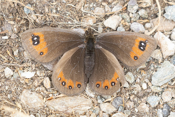 Erebia meolans-8944- Allevard - 1/07/26