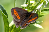 Erebia sudetica o melampus-8753 - Allevard - 1/07/26