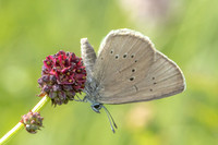 phengaris nausithous-6855- Bellefontaine - 26/06/26
