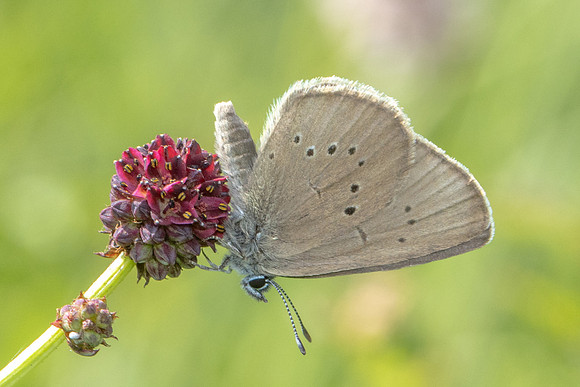 phengaris nausithous-6855- Bellefontaine - 26/06/26