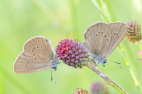 phengaris nausithous-6805- Bellefontaine - 26/06/26