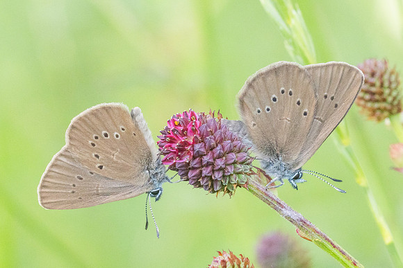 phengaris nausithous-6805- Bellefontaine - 26/06/26