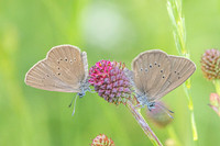 phengaris nausithous-6817- Bellefontaine - 26/06/26