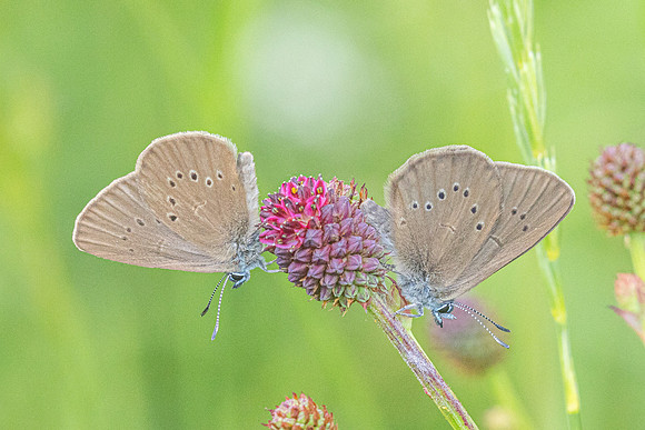 phengaris nausithous-6817- Bellefontaine - 26/06/26