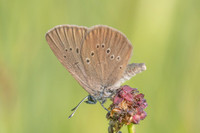 phengaris nausithous-7114 - Lamoura - 27/06/26