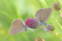phengaris nausithous-6802- Bellefontaine - 26/06/26