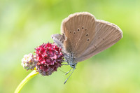 phengaris nausithous-6781- Bellefontaine - 26/06/26