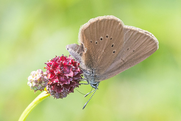 phengaris nausithous-6781- Bellefontaine - 26/06/26