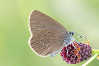 phengaris nausithous-6786- Bellefontaine - 26/06/26