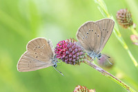 phengaris nausithous-6797 - Bellefontaine - 26/06/26