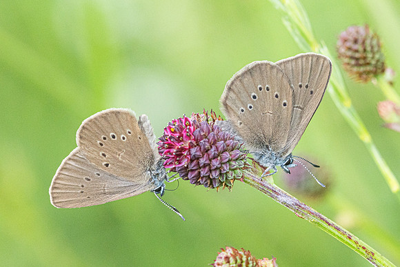 phengaris nausithous-6797 - Bellefontaine - 26/06/26