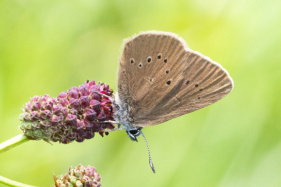 phengaris nausithous-6680- Bellefontaine - 26/06/26