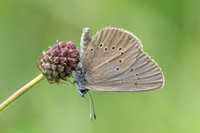 phengaris nausithous-6751- Bellefontaine - 26/06/26