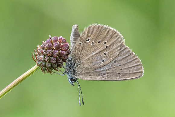 phengaris nausithous-6751- Bellefontaine - 26/06/26