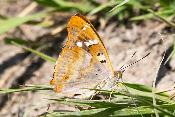 Apatura ilia-5425 - Passonfontaine - 23/06/26