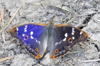 Apatura ilia-5429 - Passonfontaine - 23/06/26