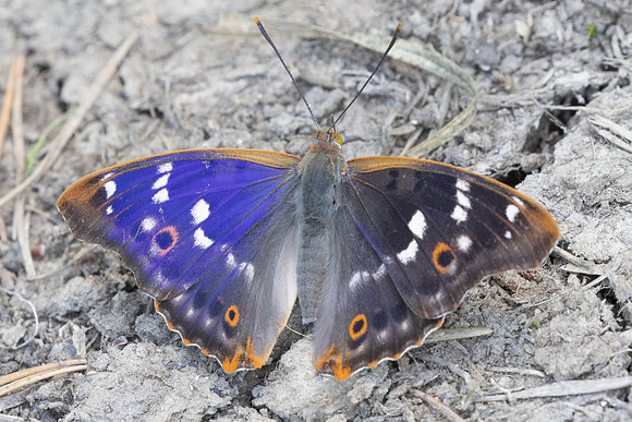 Apatura ilia-5429 - Passonfontaine - 23/06/26
