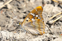 Apatura ilia-5437- Passonfontaine - 23/06/26