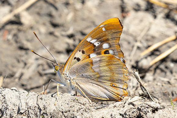 Apatura ilia-5437- Passonfontaine - 23/06/26