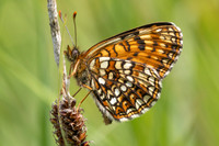 Melitaea diamina-5481 - Passonfontaine - 23/06/26