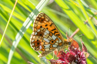 Boloria selene-5600 - Noel-Cerneux - 24/06/26