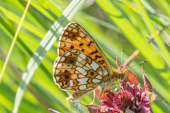 Boloria selene-5600 - Noel-Cerneux - 24/06/26