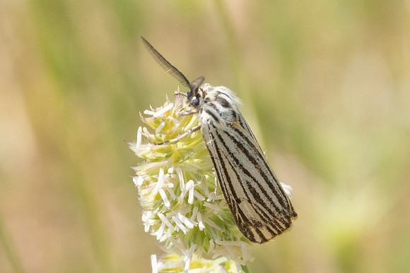 Chrysocrambus craterella-8456