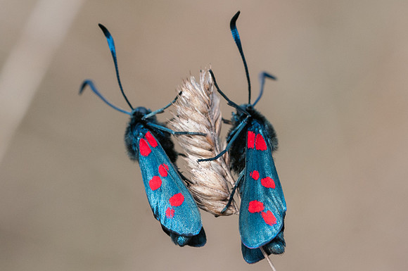 Zygaena filipendulae-3709