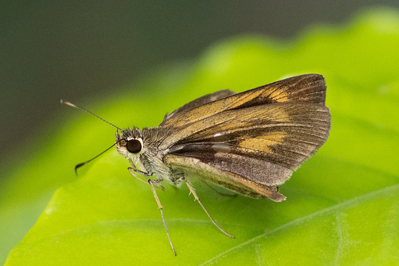 Synapte malitiosa-0329