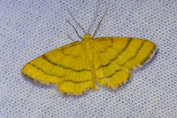 Idaea aureolaria-9650 - Les Vigneaux - 21/06/25