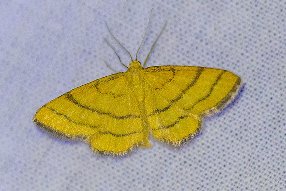 Idaea aureolaria-9652 - Les Vigneaux - 21/06/25