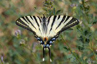 Iphiclides poladirius-9199 - Fontaine lès Dijon - 13/07/26
