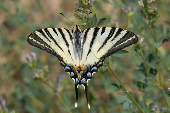 Iphiclides poladirius-9199 - Fontaine lès Dijon - 13/07/26