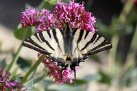 Iphiclides podalirius-8696