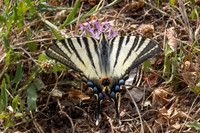 Iphiclides poladirius-9237- Fontaine lès Dijon - 13/07/26